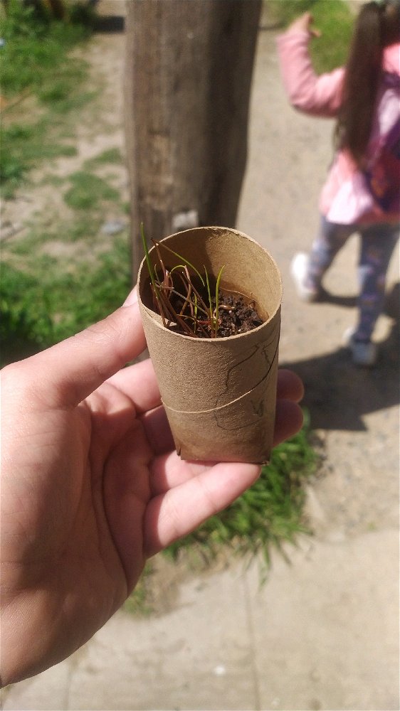 Plantita