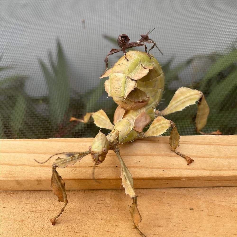 Second instar vs. final instar females