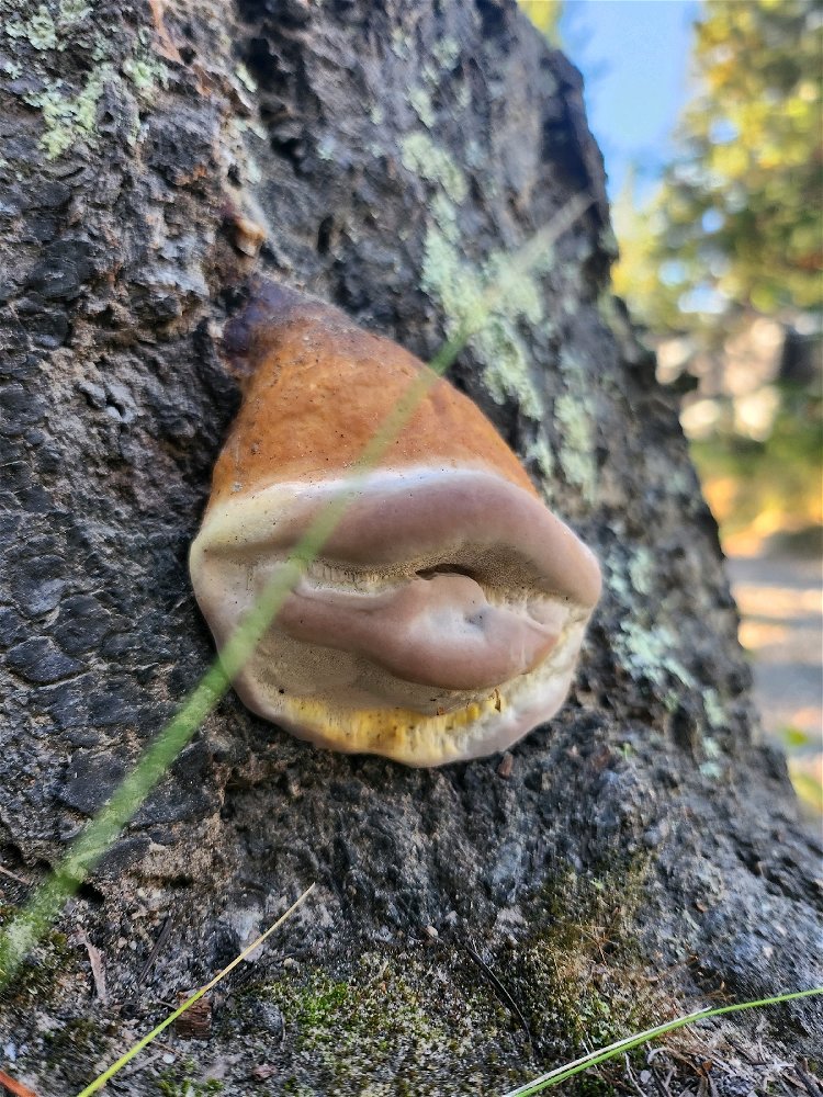 One of the strangest mushrooms I've ever encountered. 🍄🖤
