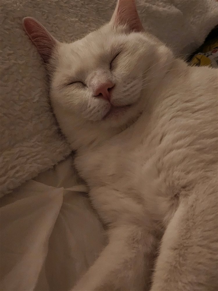He's a good boy.