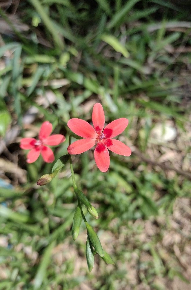 Anomatheca