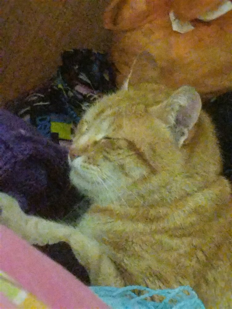 Gato mimido