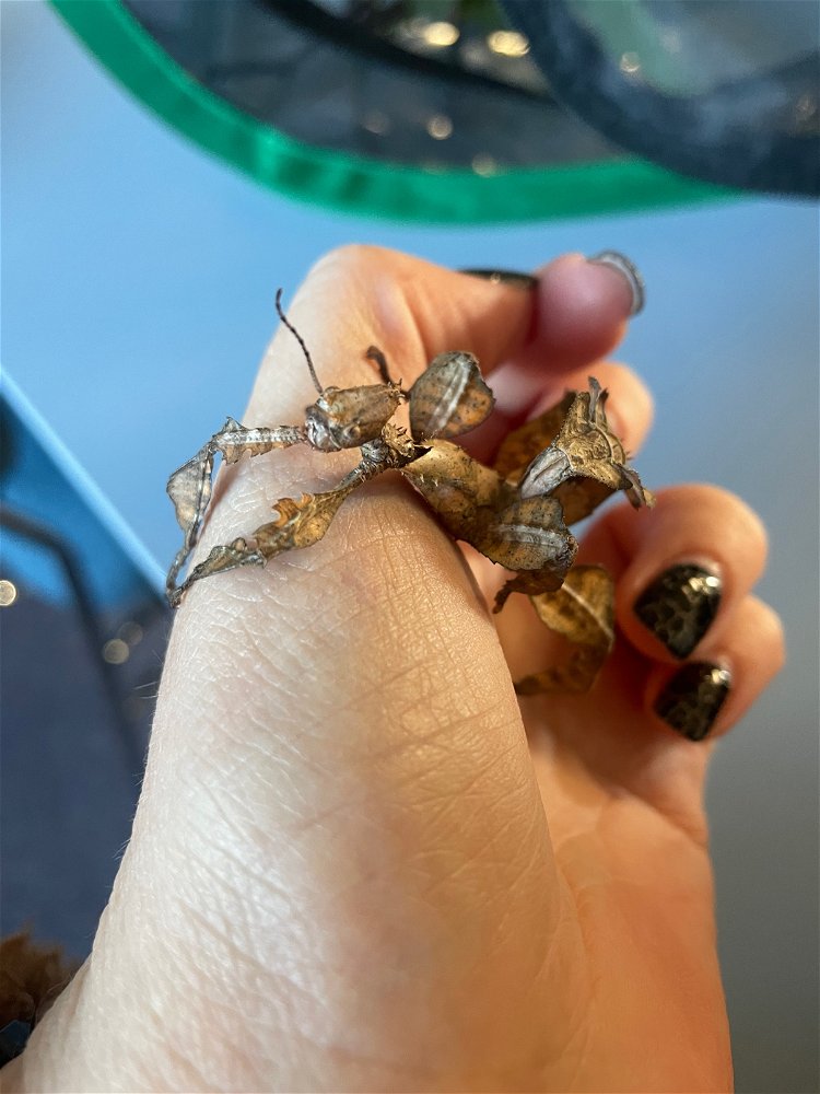 Classroom Pet