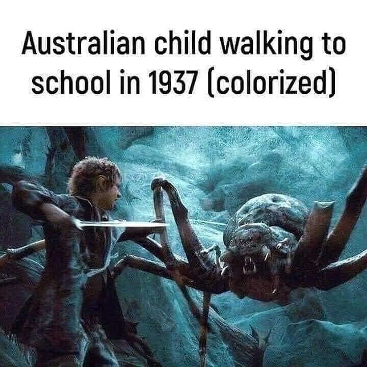 Spooder