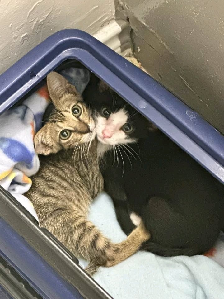 👀🐈