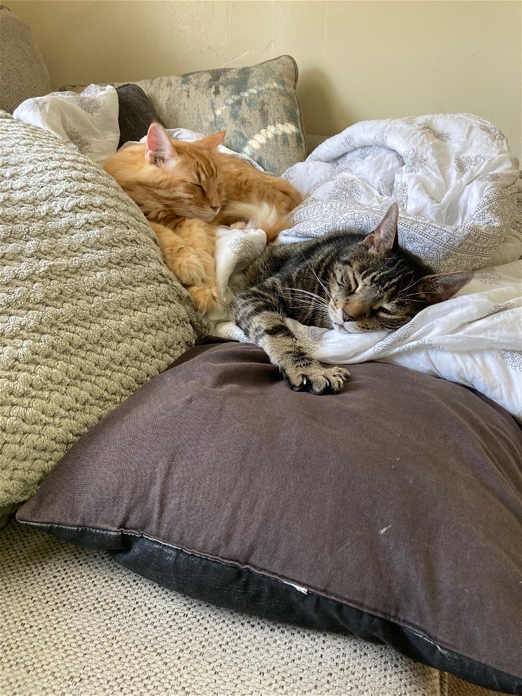 two pretty cats sleeping together 