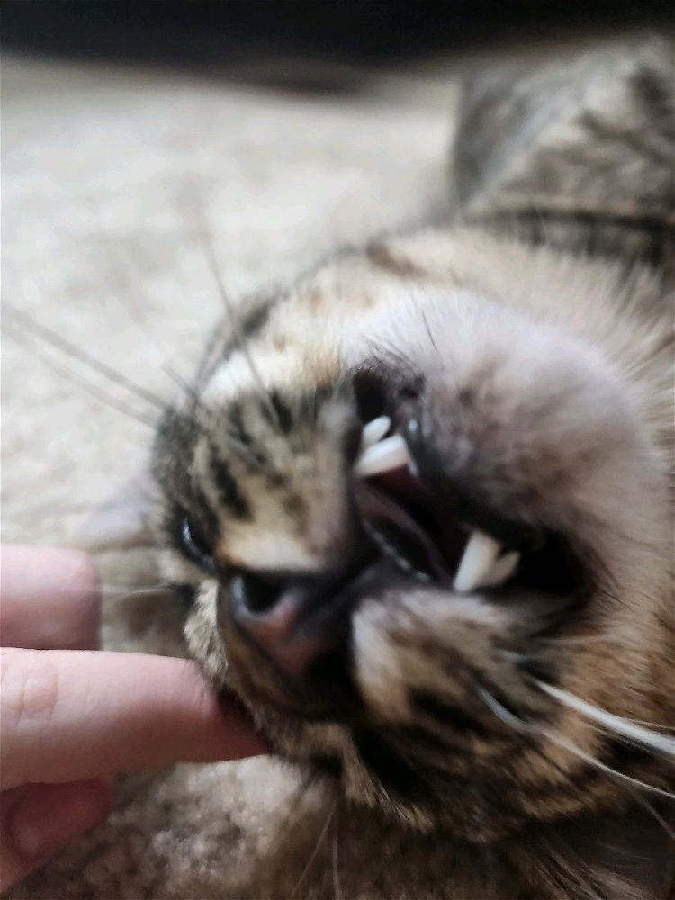 Teef