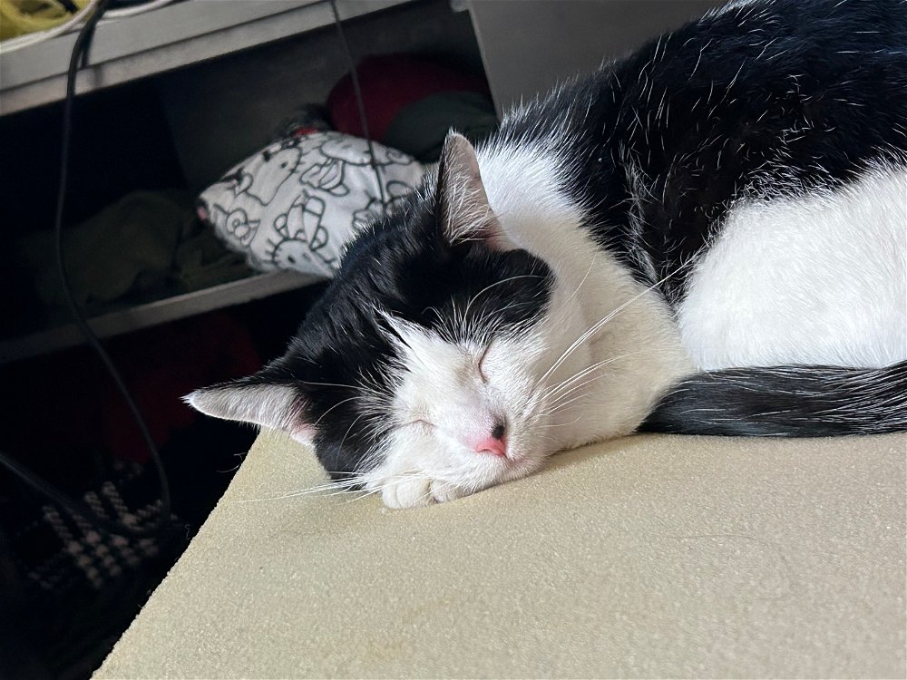 I just realized I have no pictures of cat on my profile so I’m legally obligated to post this