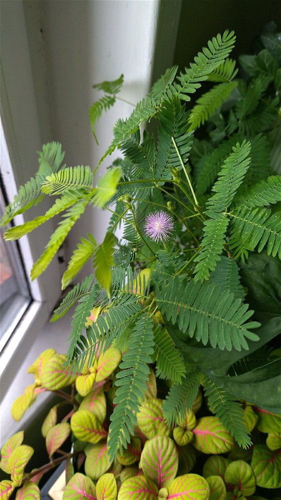 Mon mimosa pudique a fait sa première fleur ✨💚