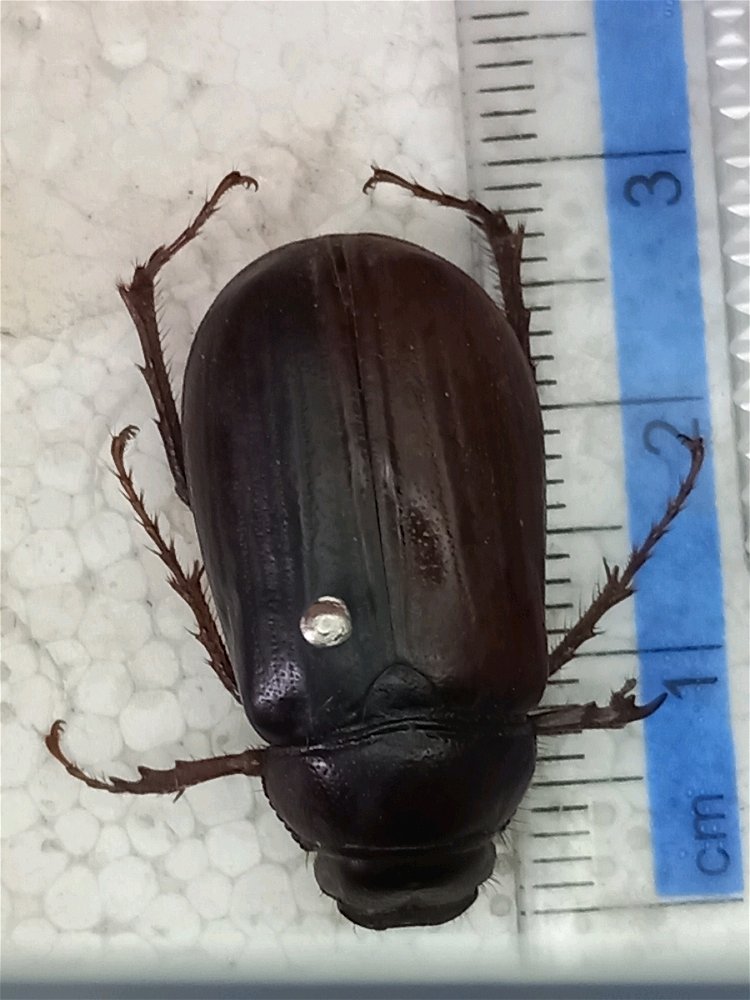 Can anyone help me know this guys species.