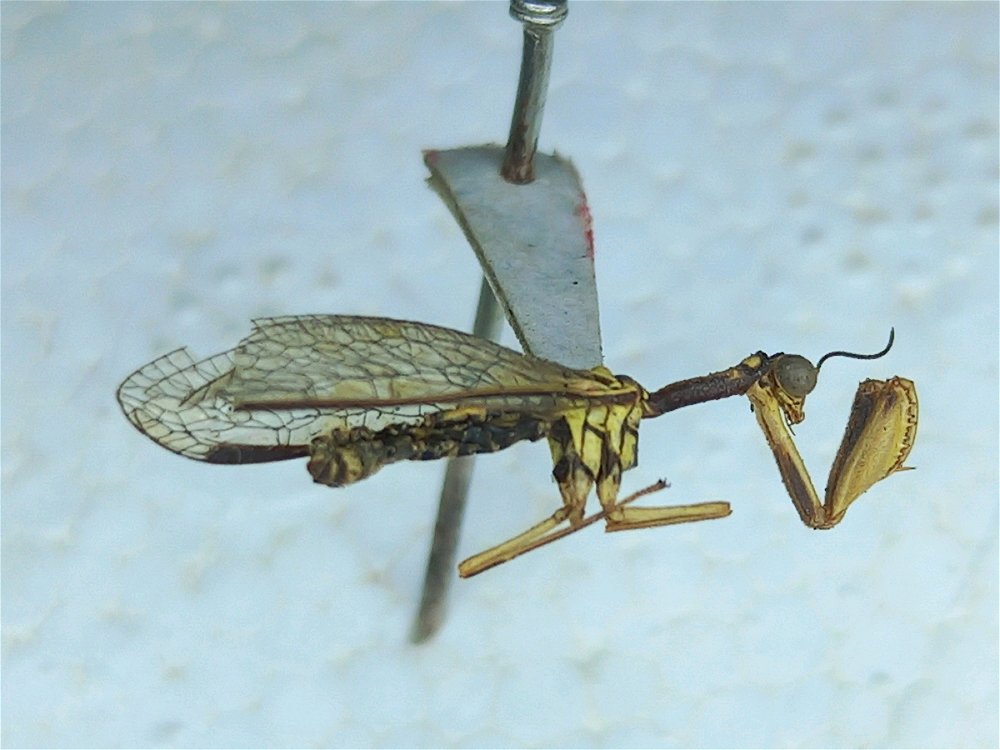 Help me identify please