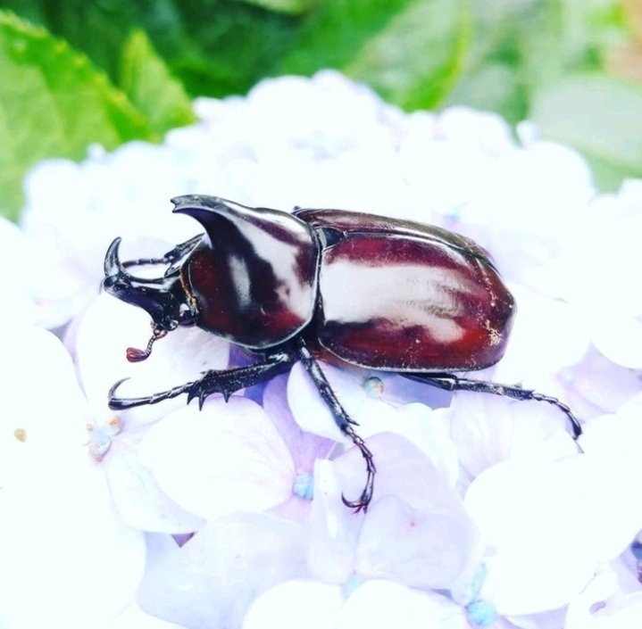 Siamese Rhinoceros Beetle