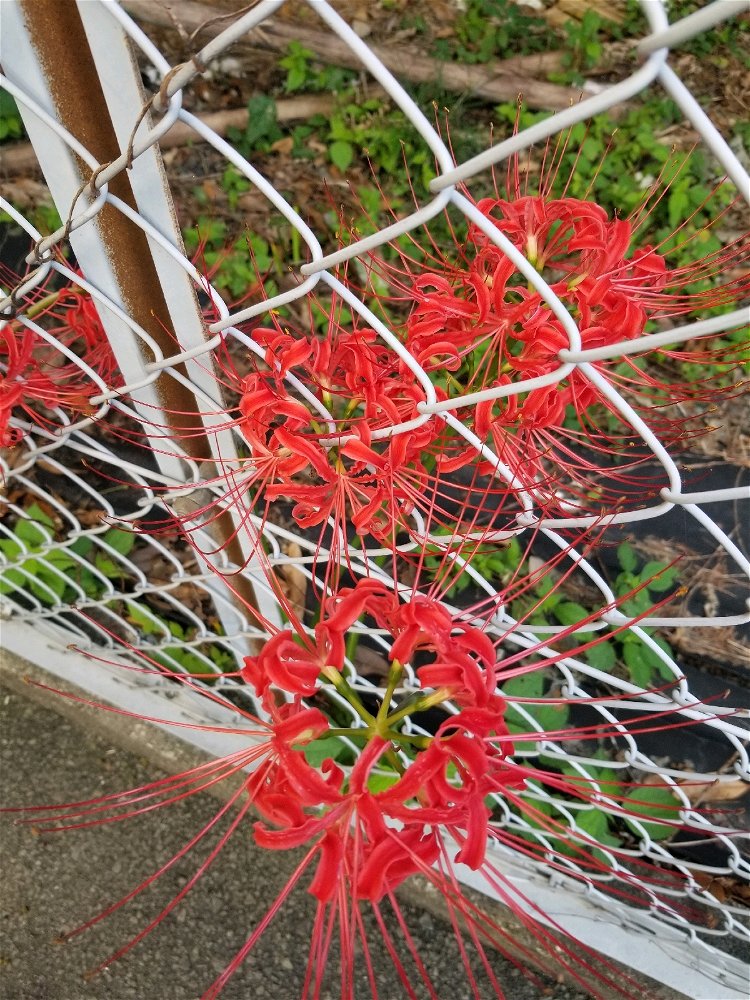 Blooming
