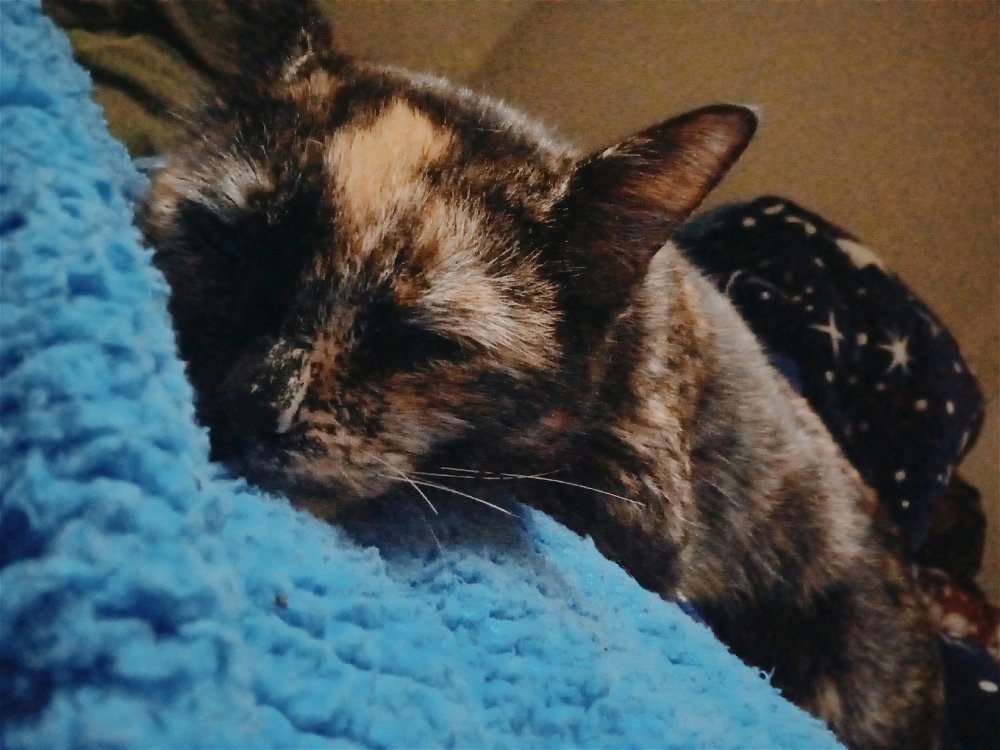 Mimiendo