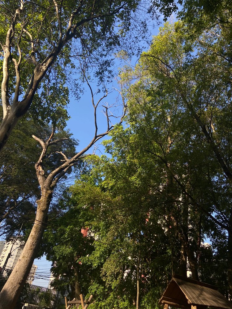 🍃