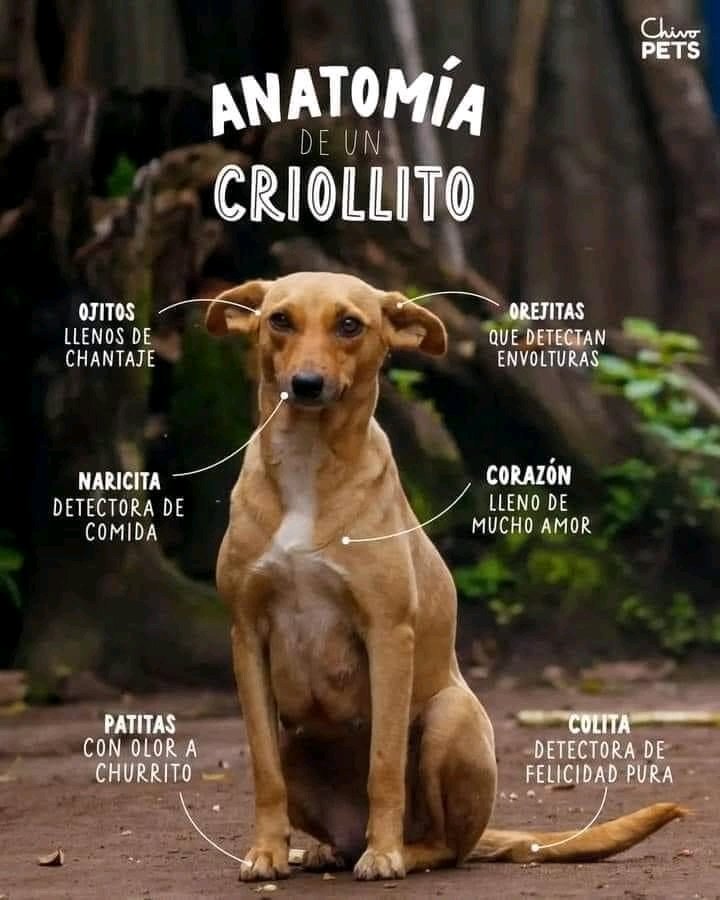 🐶❤️🐶