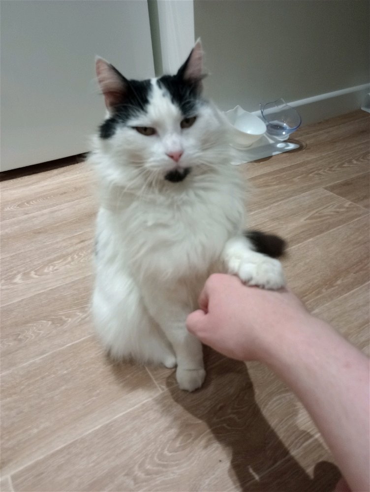 Quick cat pic 😍