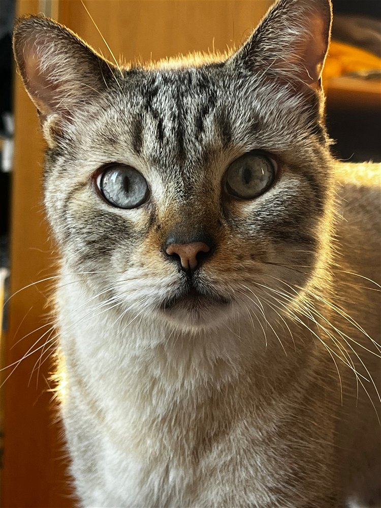My cat Steve, he most definitely would get more matches on here than my ugly mug 😂❤️