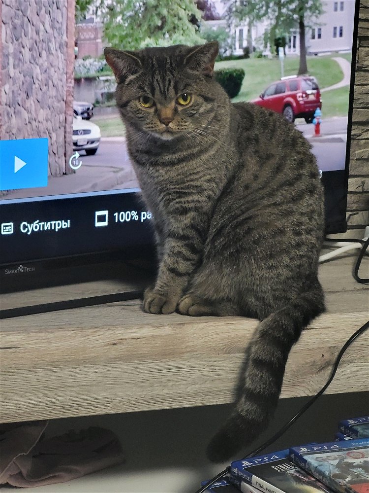🐅