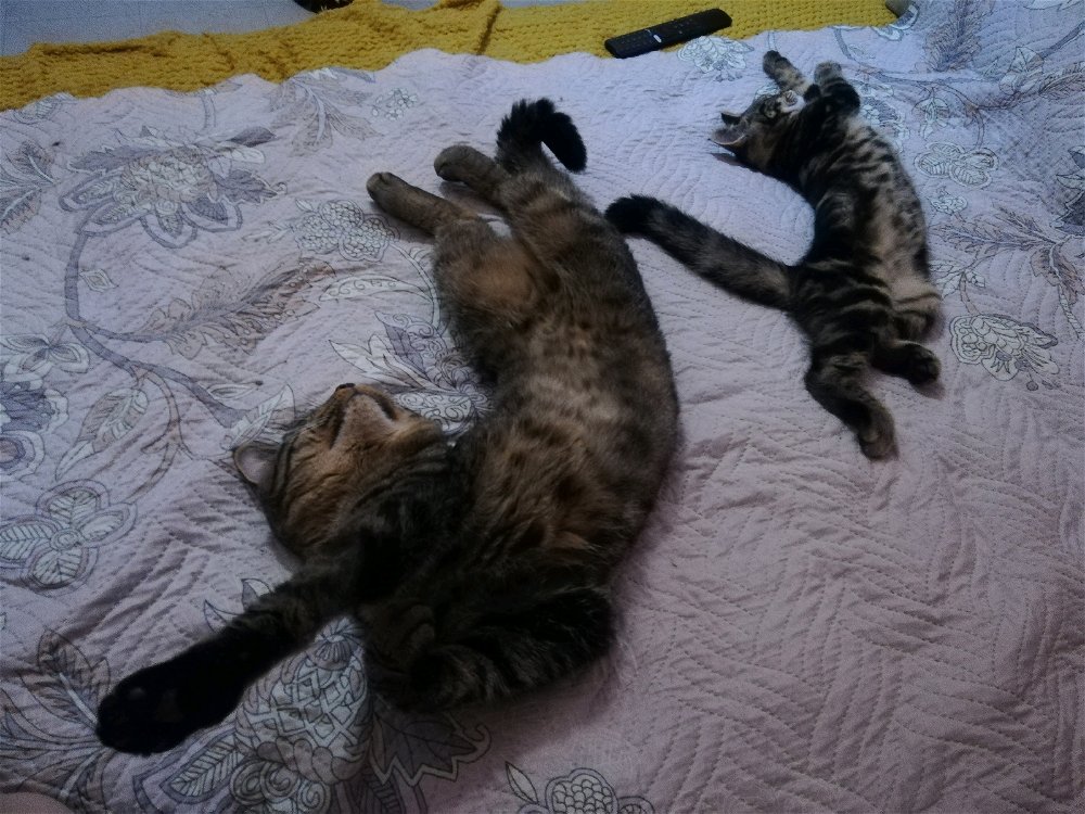 Tale padre tale figlia 😺🤣