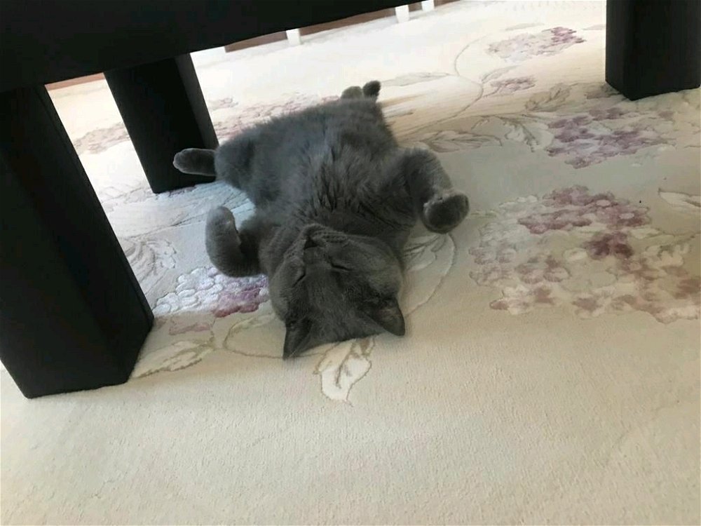 Hiç normal biri yok diye kedi sahiplendik eşgale bak