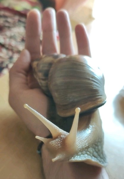 Мой питомец!🐌
