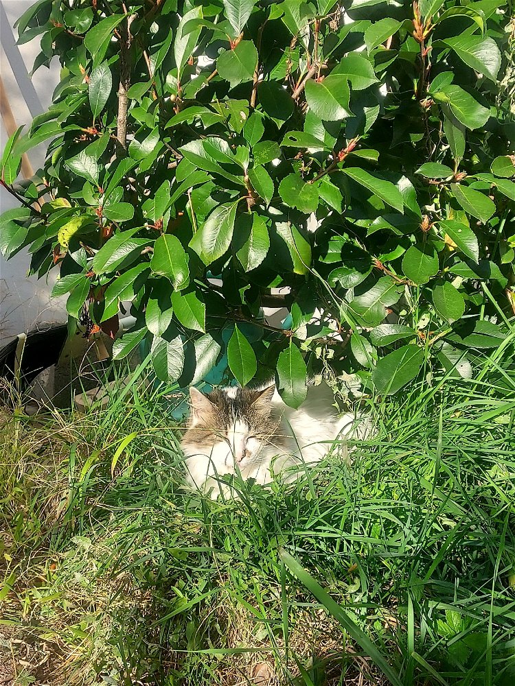 Bain de soleil
