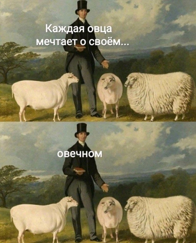🐑