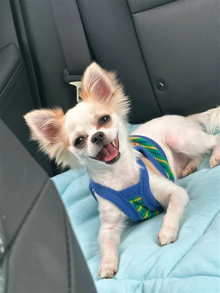 🐶