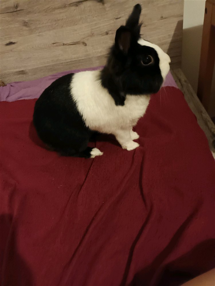 Vysvětlí mi někdo na co tak blbě kouká?