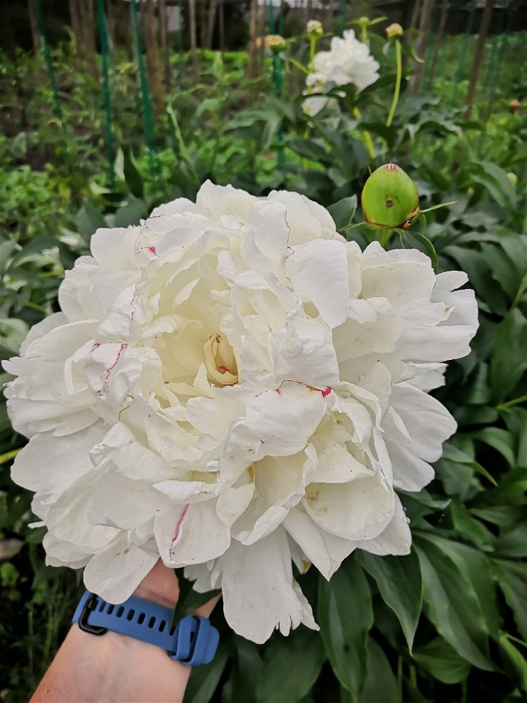 White peony at my garden