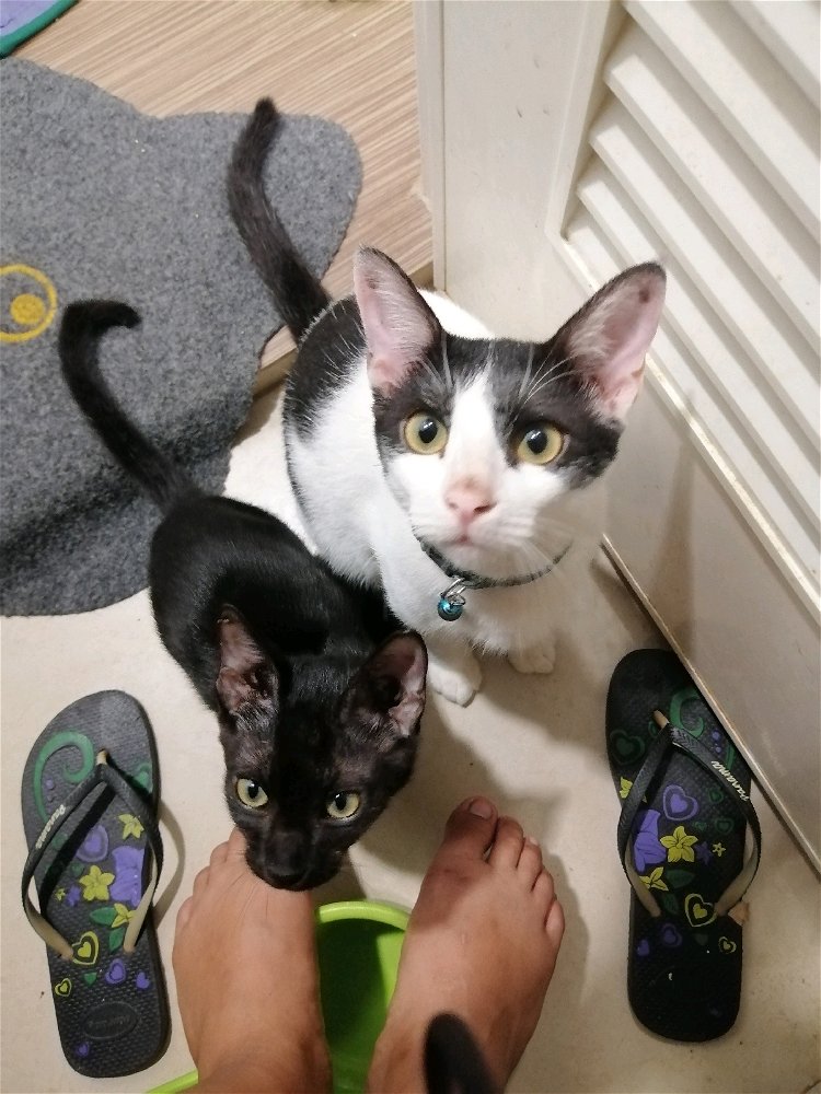 Cats: What are you doing mom?