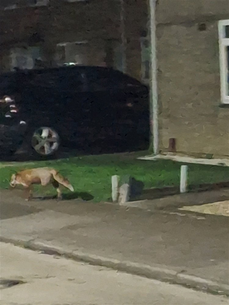 🦊