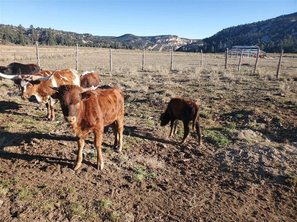 Playing with my cows