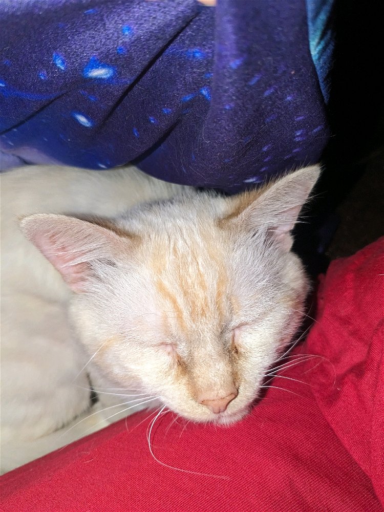 Here is my cat, his name is Raul 😎