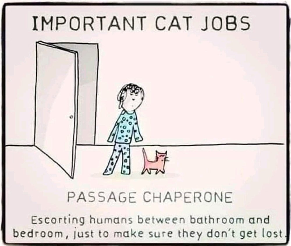 Well, thank you, cat 😄😅