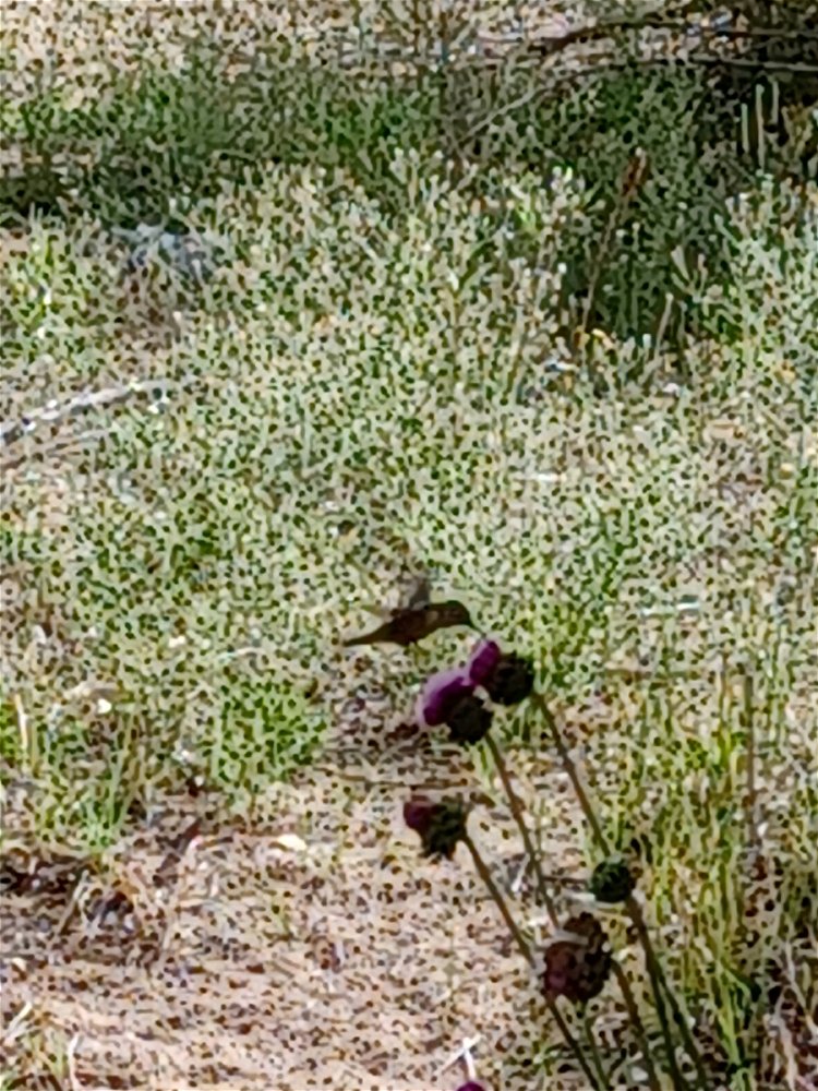 Hummingbird
