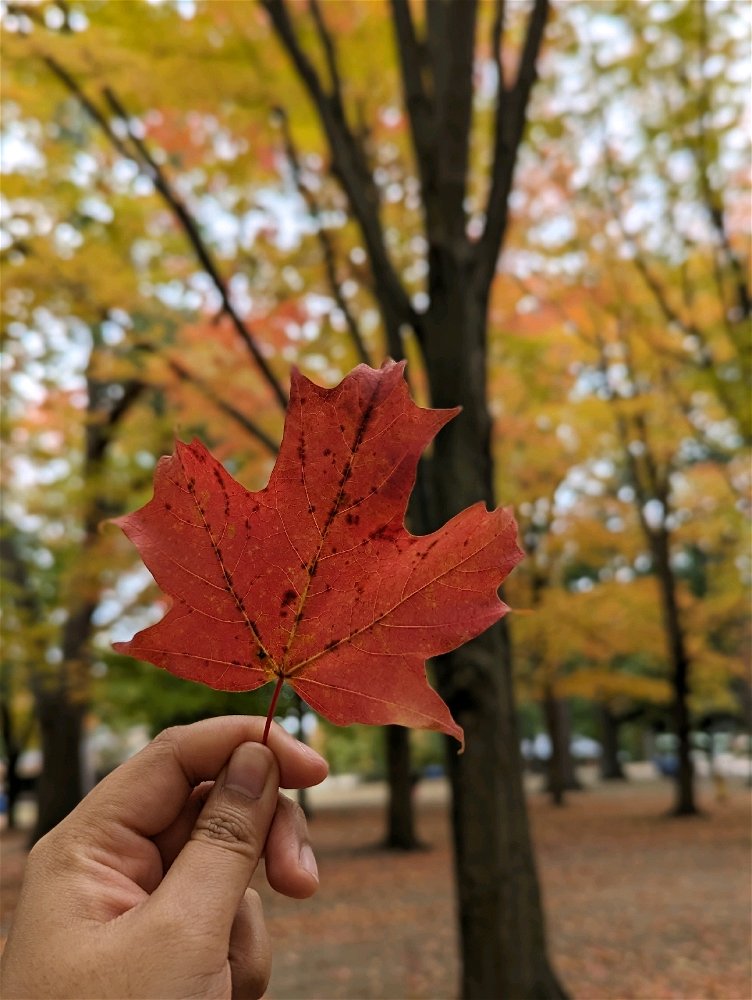 New to Toronto 🍁