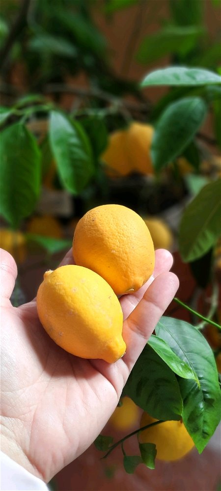 🍋це мистецтво