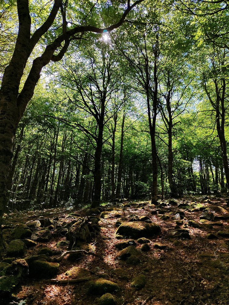 Bosques de Navarra 🌳🌲🌳