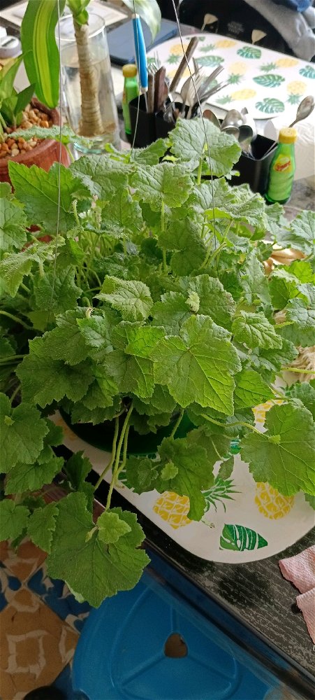 Plantitas de amors