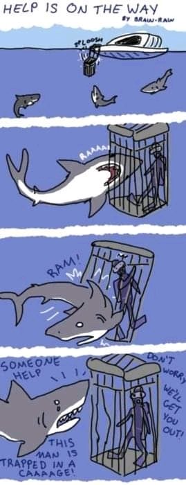 Such a kind shark