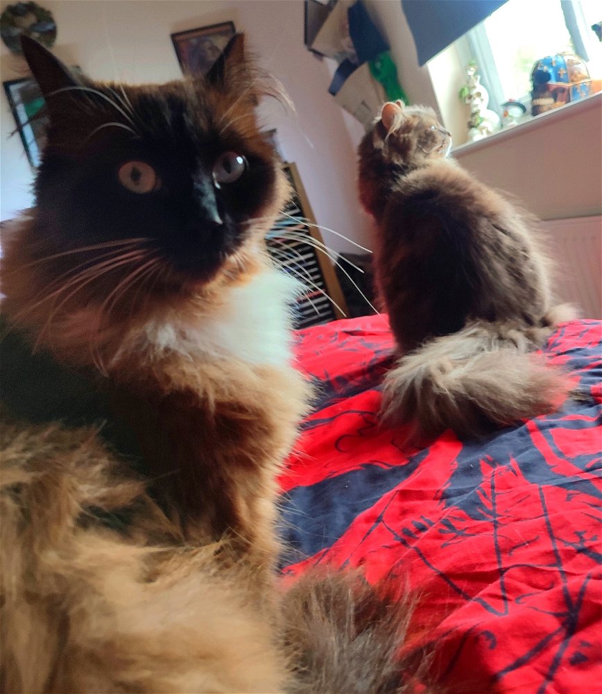Daily company they always seem to know when I'm low