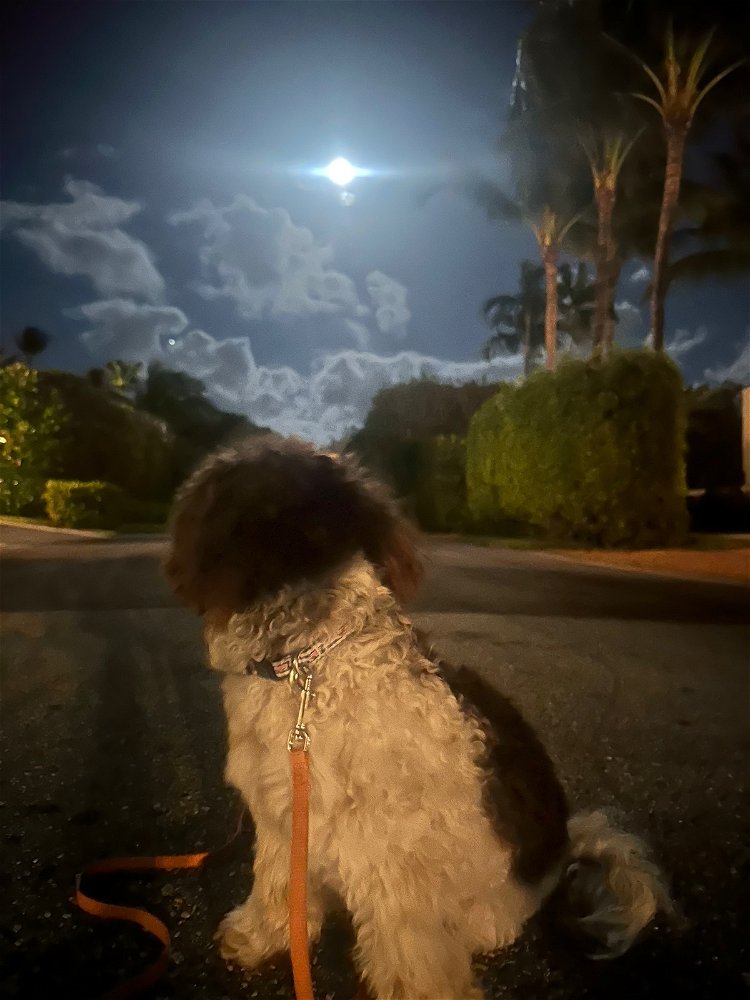 quiet Halloween on the island