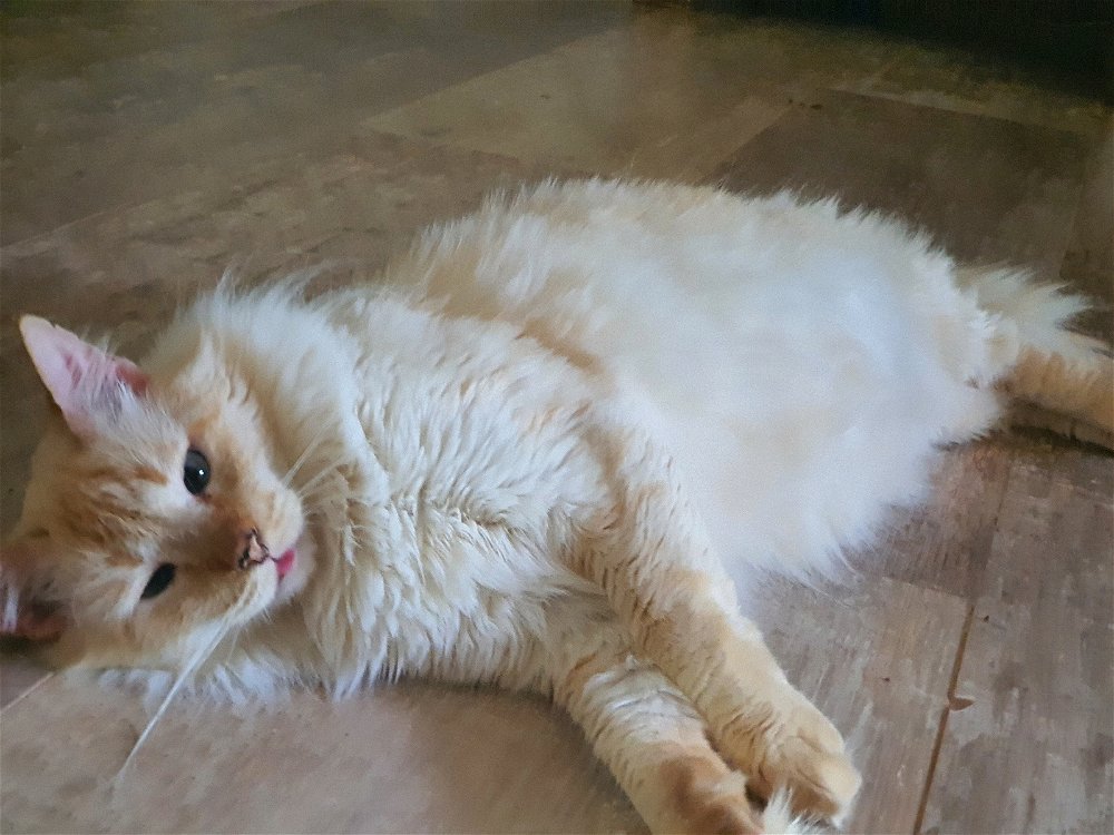 Não sei o que postar então vai meu gato mesmo kkkk