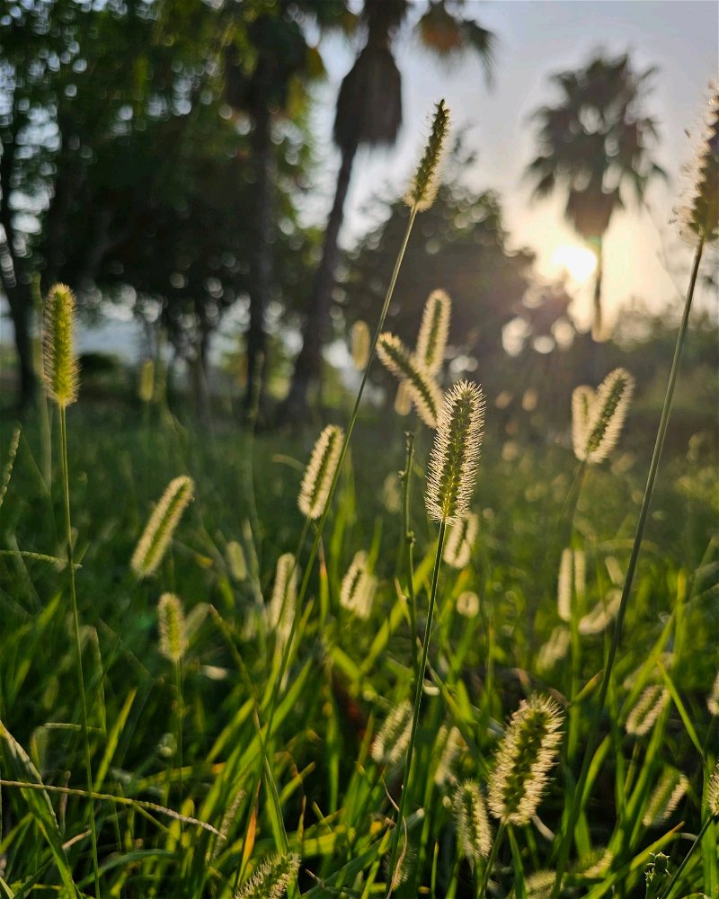 🌿