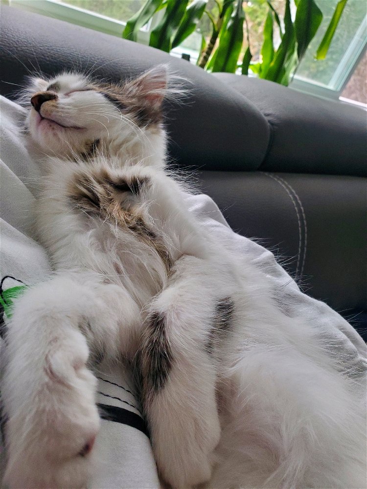 Roommate's Kitten
