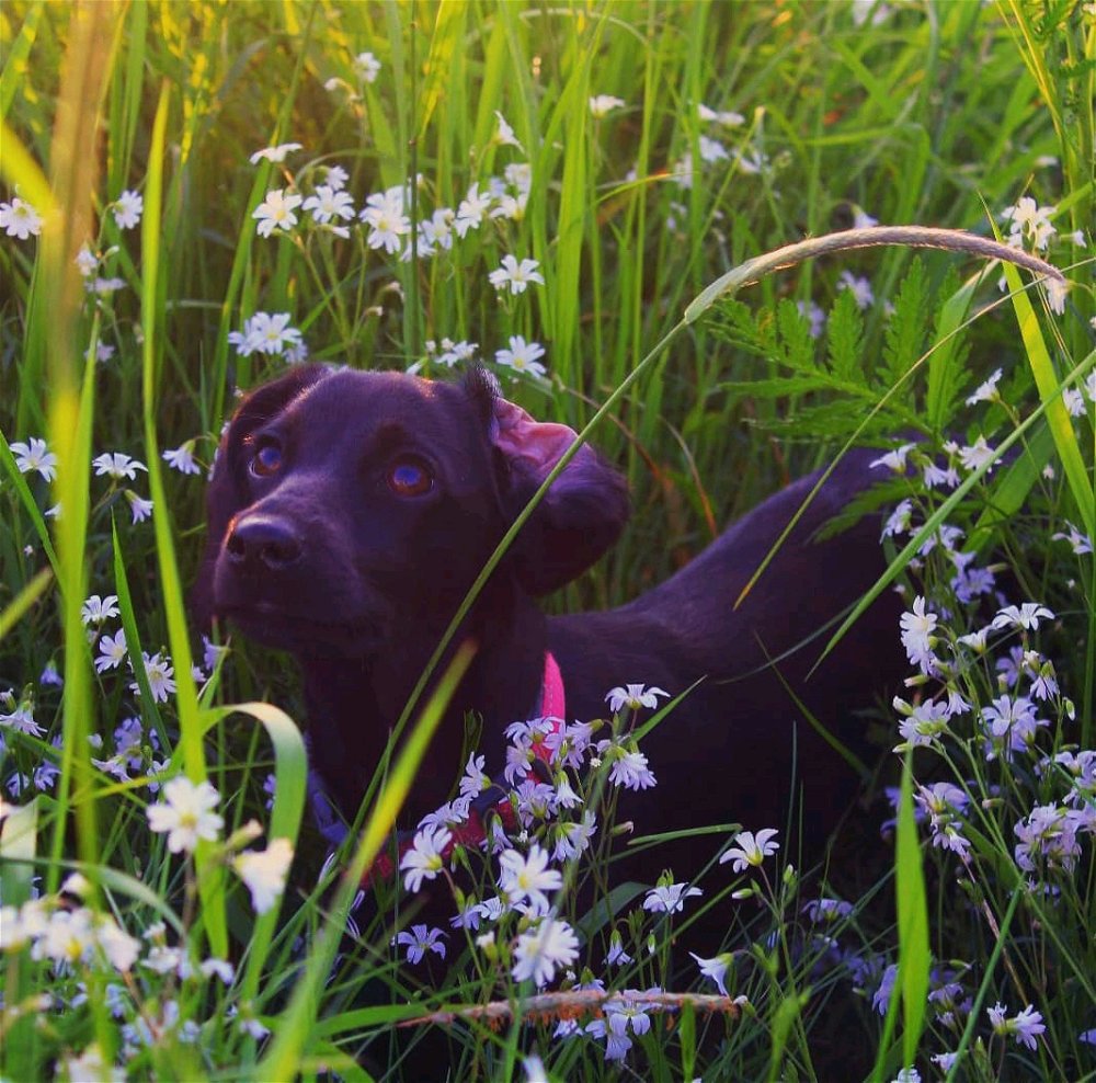🍃🐶🖤