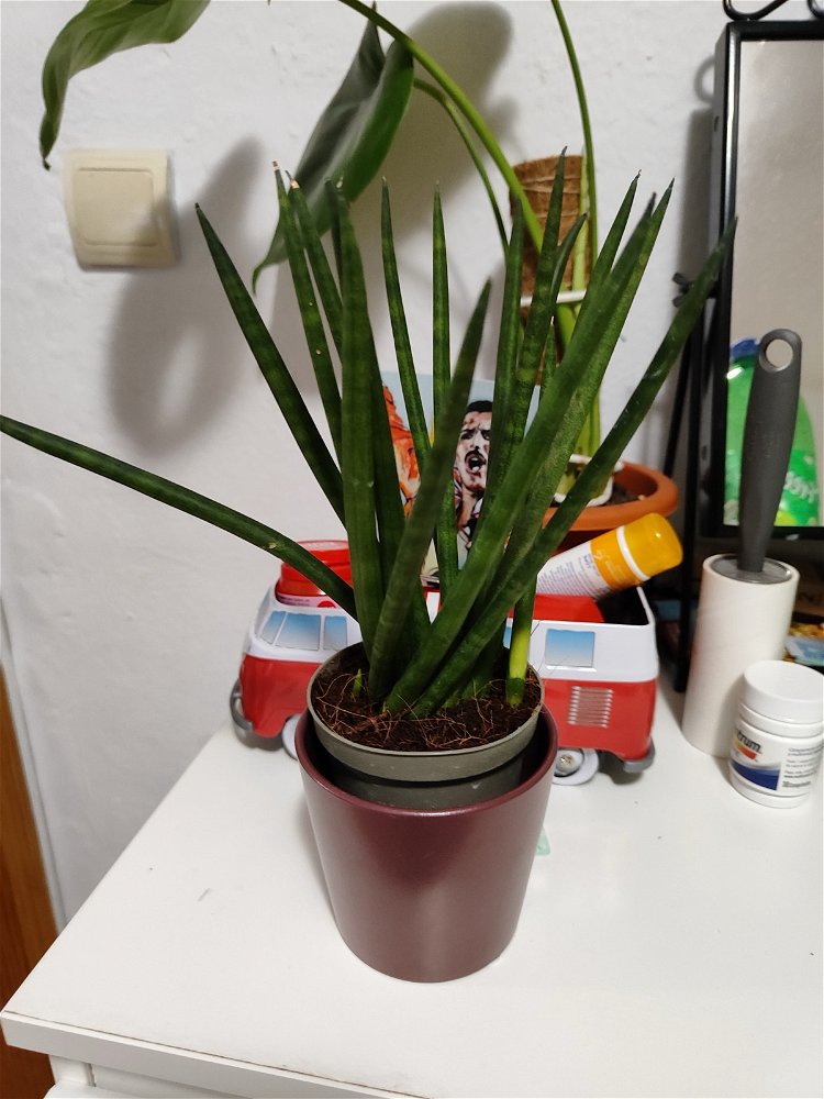 I love plants