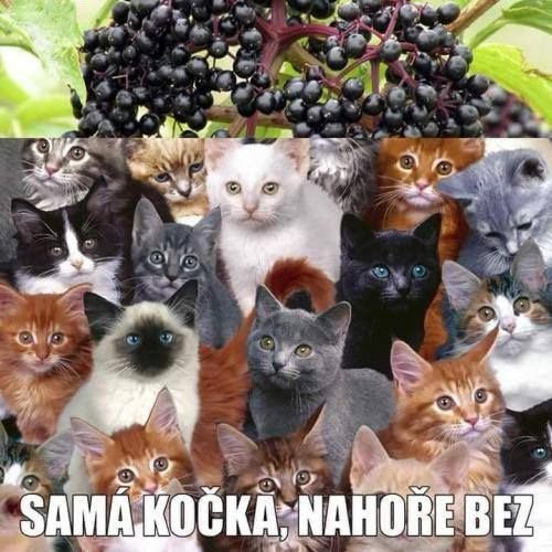 Krásnou neděli přátelé!